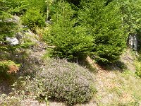 Hautes Vosges 27 08 2017  (30)